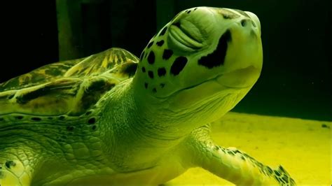 商舖 烏龜為什麼長壽